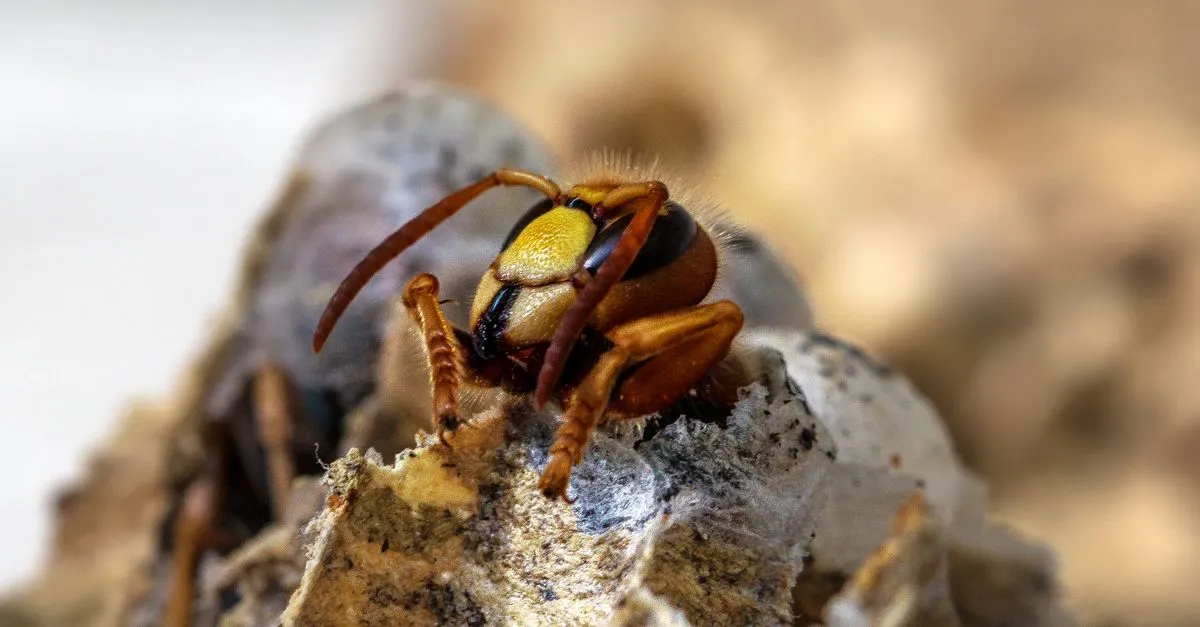 Makroaufnahme einer Hornisse auf einem Nest mit unscharfem Naturhintergrund