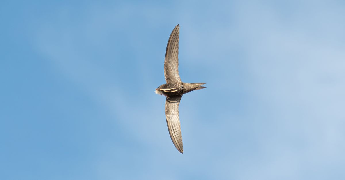 Mauersegler im Flug vor blauem Himmel – Wildvogel in Zürich von Hitze bedroht