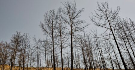 Kahle, verbrannte Baumstämme nach einem Waldbrand – Symbolbild zur Brandgefahr bei Trockenheit.