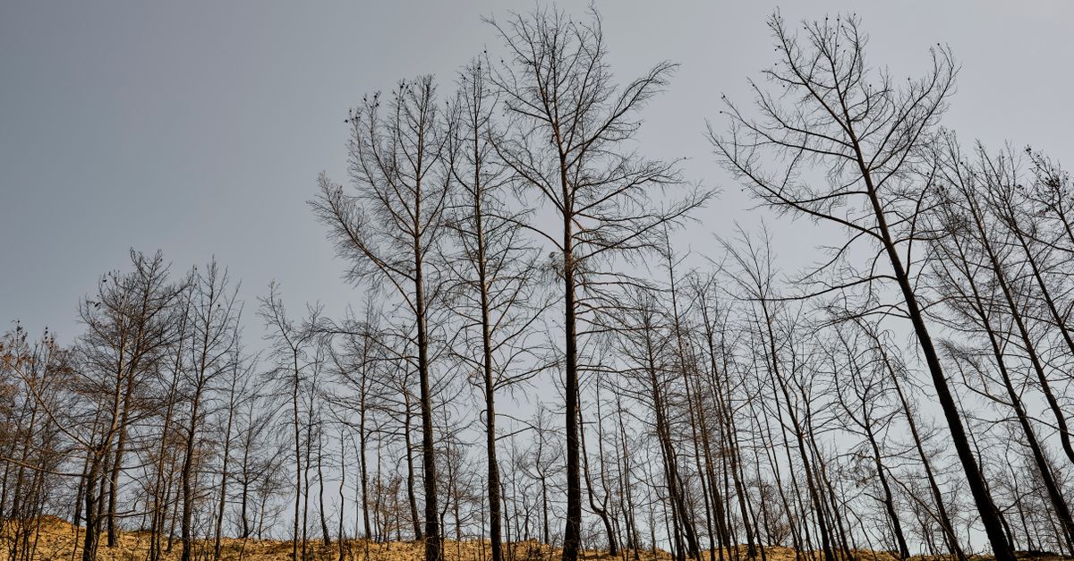 Kahle, verbrannte Baumstämme nach einem Waldbrand – Symbolbild zur Brandgefahr bei Trockenheit.